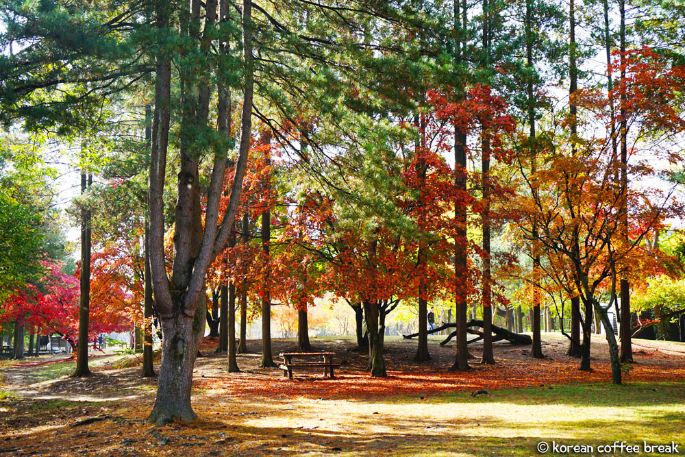 Nami Island (남이섬 )