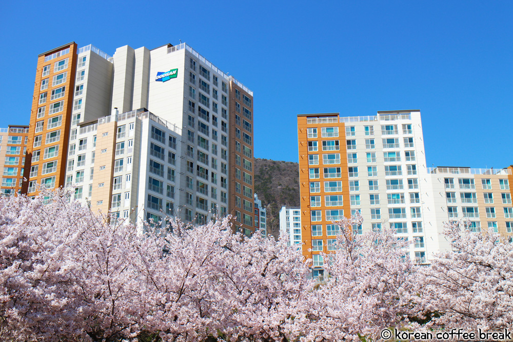 Quelle est la meilleure période pour visiter la Corée du Sud