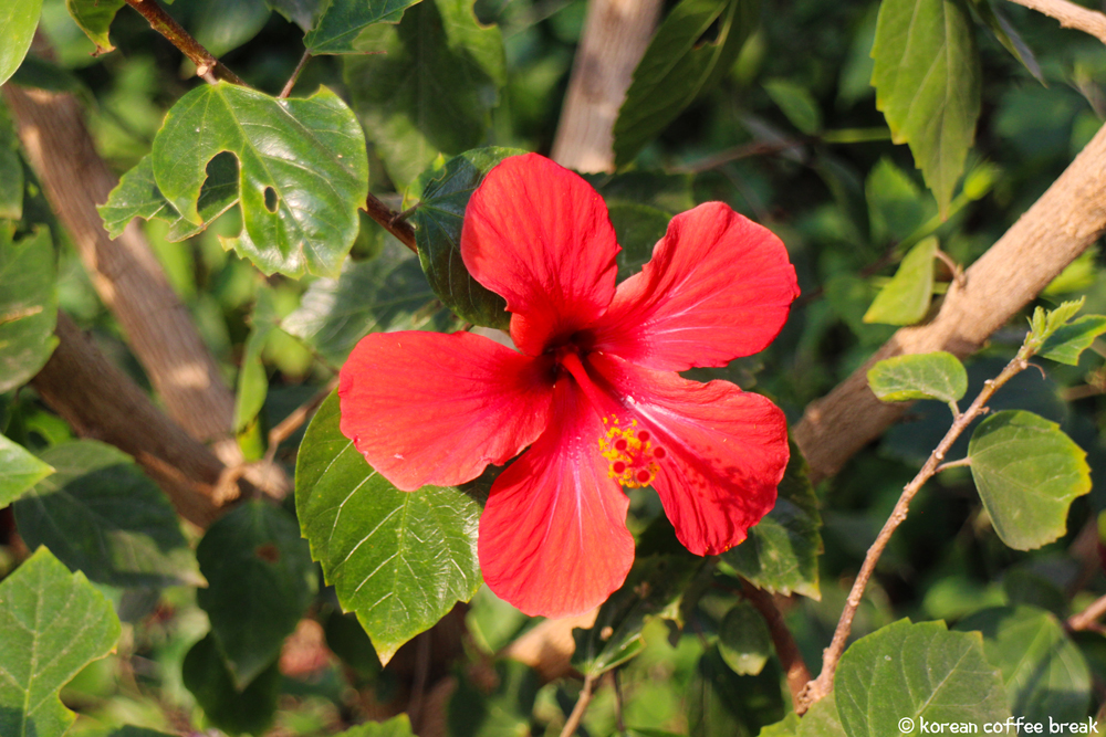 Symboles nationaux Corée du Sud : Hibiscus