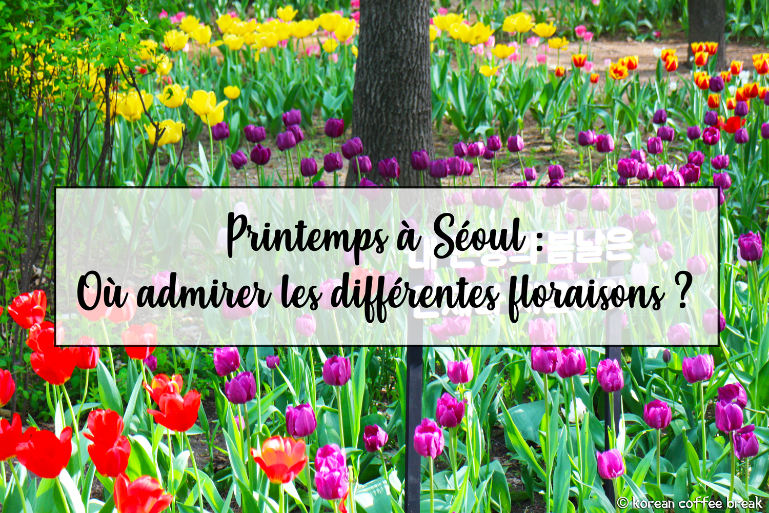 Printemps à Séoul