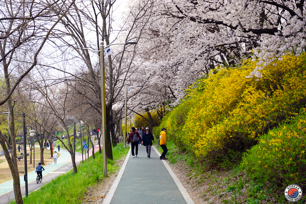 Printemps à Séoul : Yangjaecheon