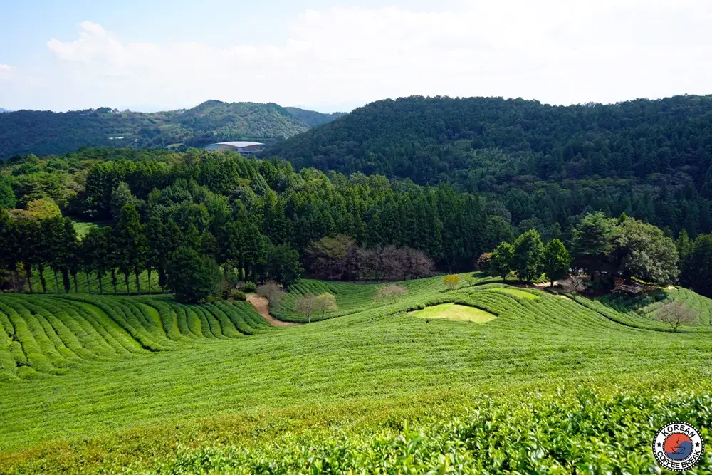 Festival du thé vert de Boseong