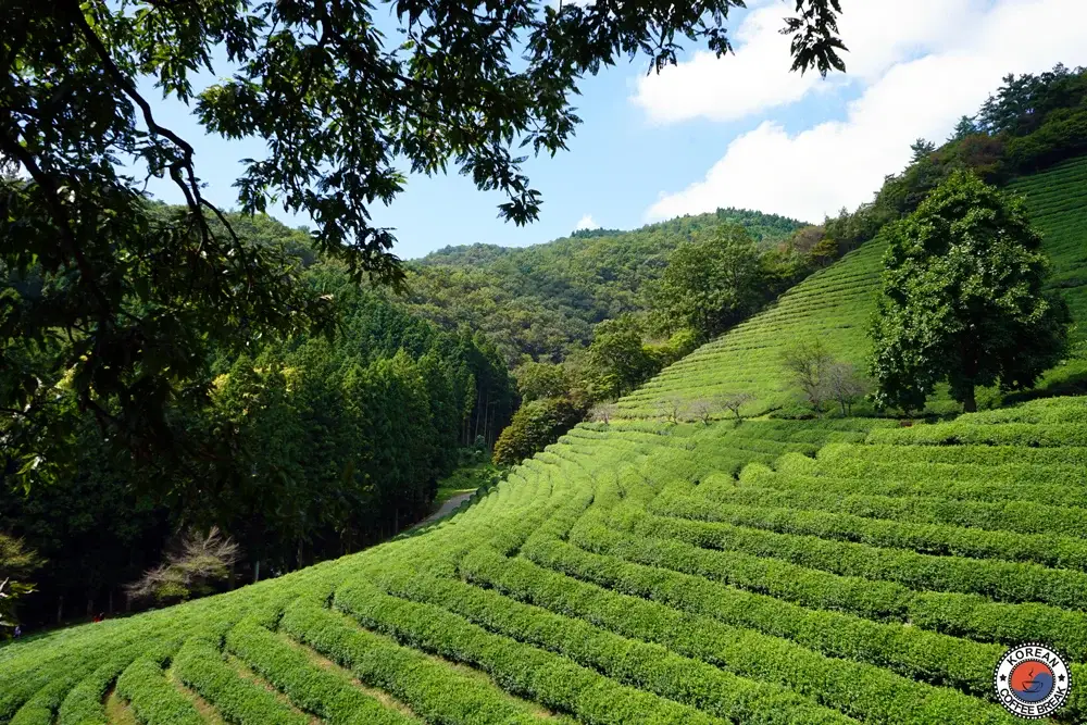 Festival du Thé vert à Boseong