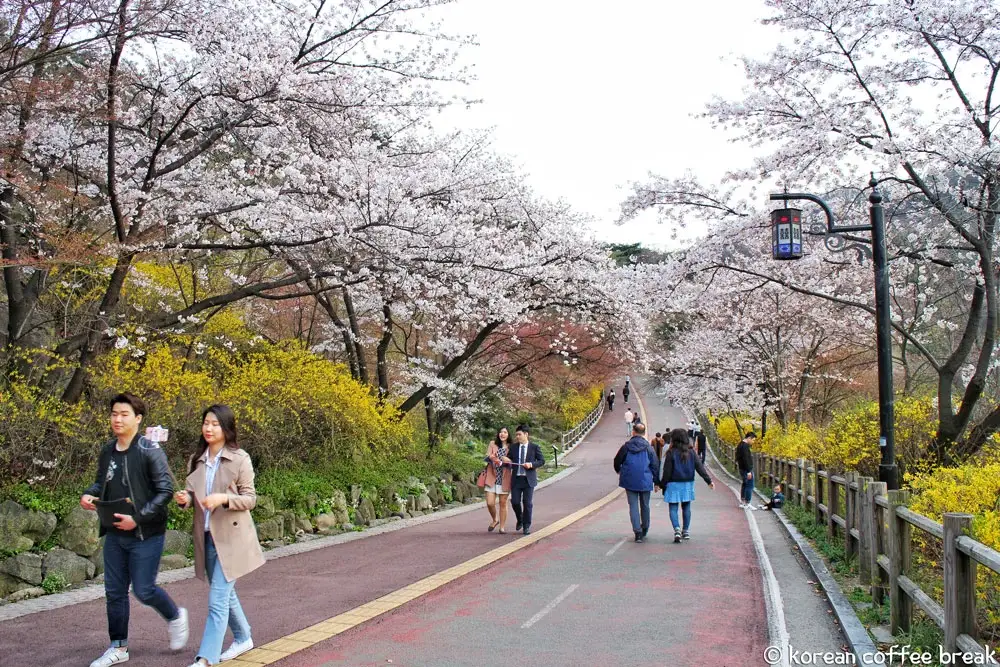 Fleurs de cerisier à Namsan
