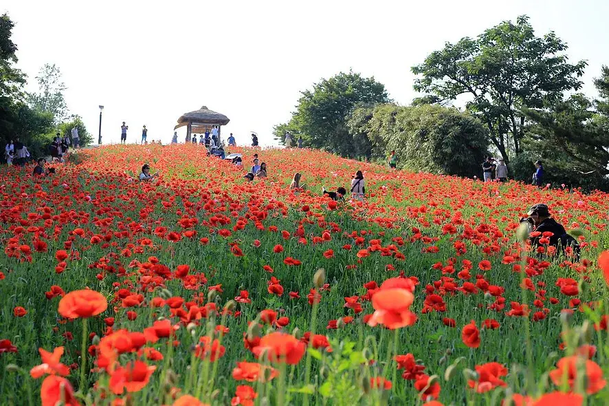 Printemps à Séoul - Olympic Park