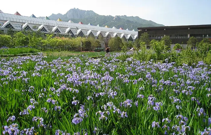 Printemps à Séoul | Korea.net