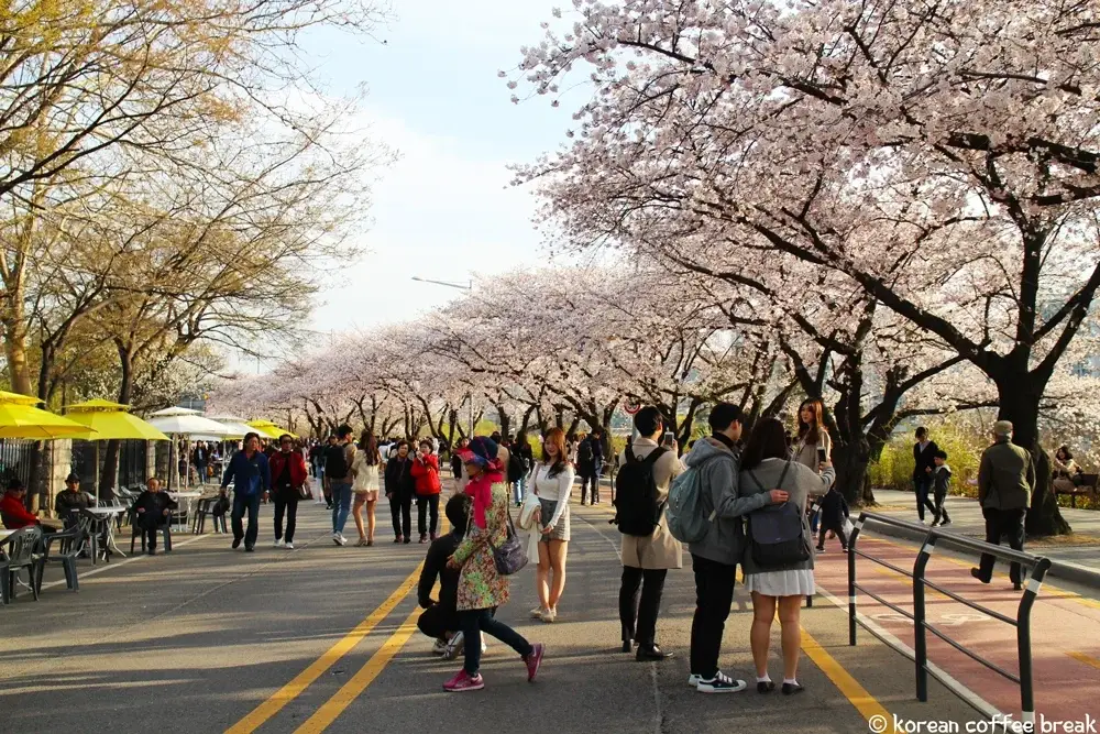 Festivals du printemps en Corée du Sud  : Festival des fleurs printanières de Yeouido 