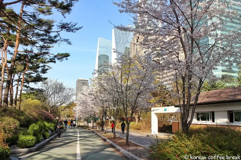 Fleurs de cerisier à Yeouido