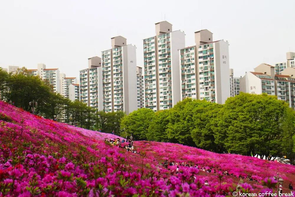 Festivals du printemps en Corée du Sud : Gunpo Royal Azalea Festival
