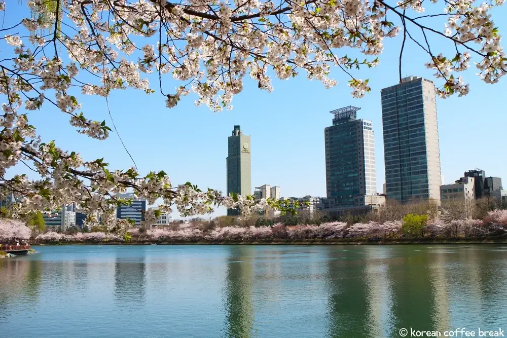 Fleurs de cerisier à Seokchon Lake