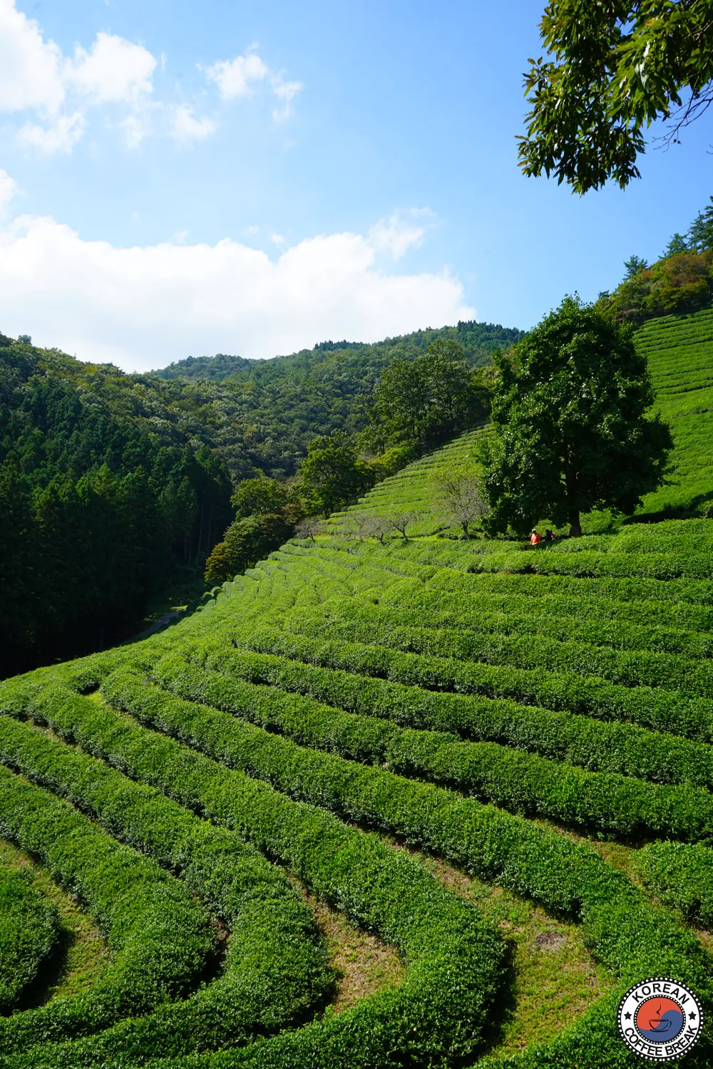 Champs de thé vert de Boseong en Corée du Sud