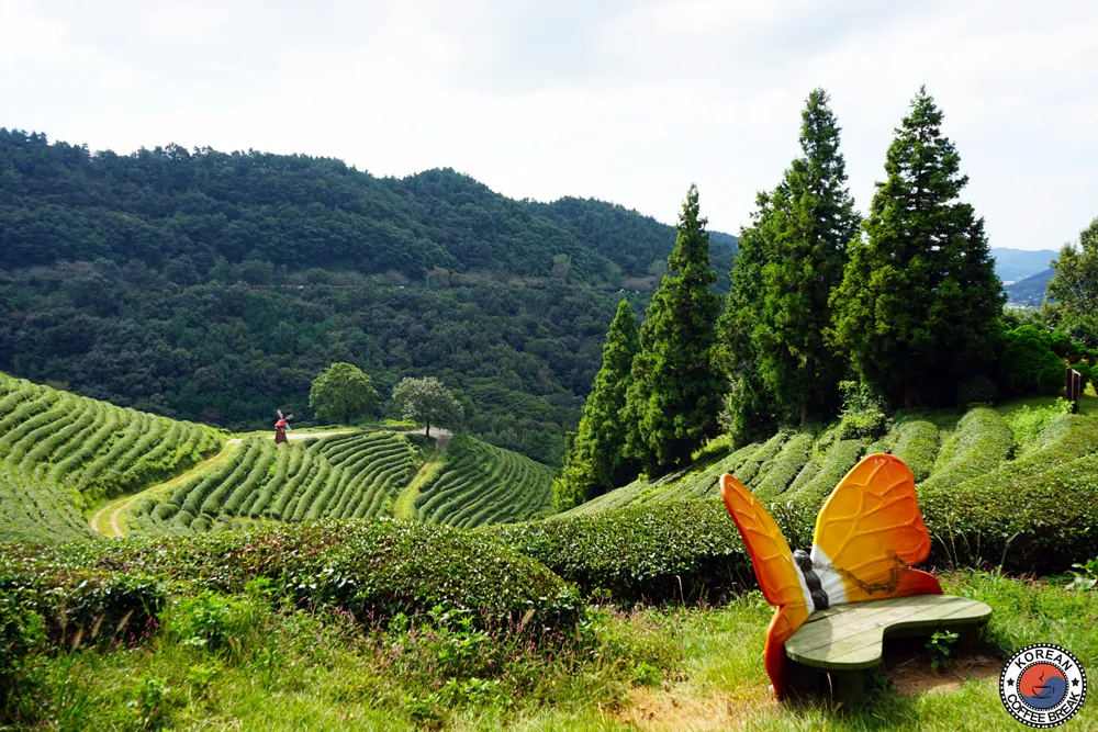Boseong - Voyage sur mesure en Corée du Sud